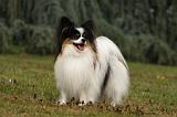 EPAGNEUL PAPILLON 047